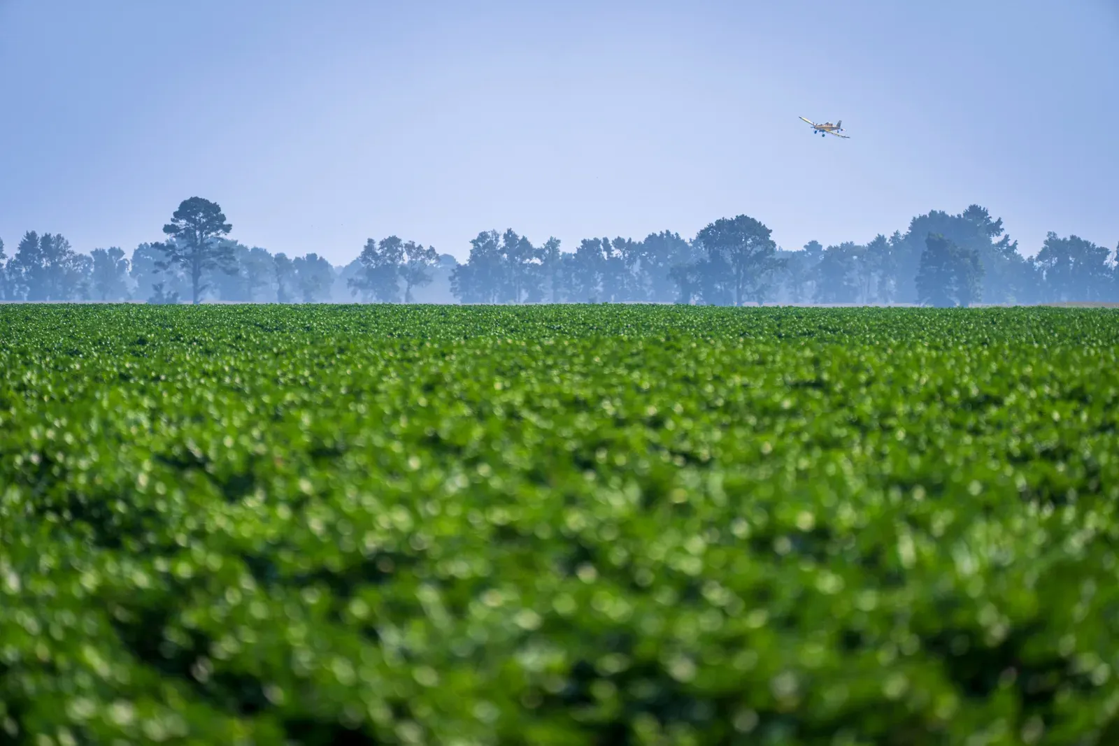 Avião agrícola tripulado pulverizando lavoura em voo rasante