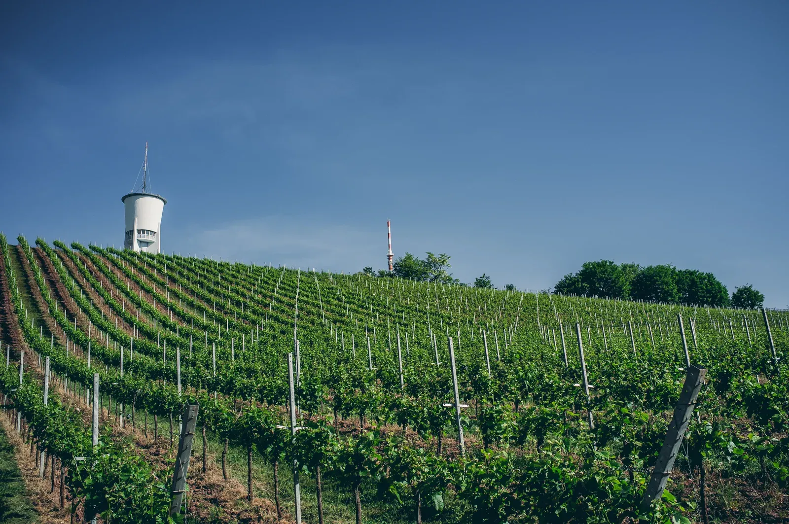 Steep terraced vineyard rows on a European hillside