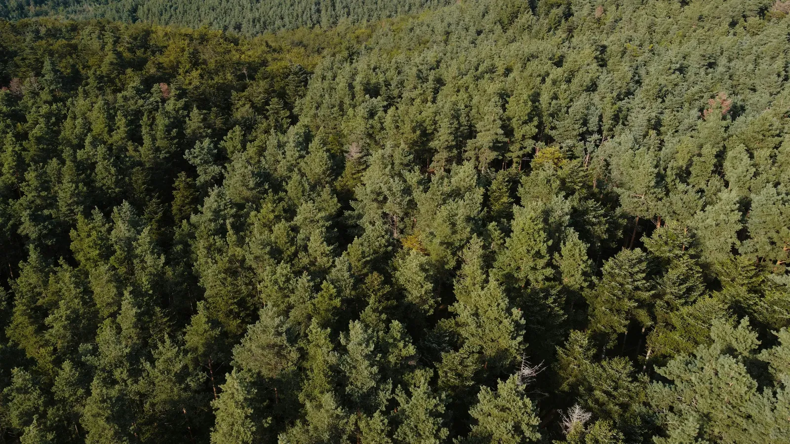 Drone sobrevoando floresta densa com copas de árvores