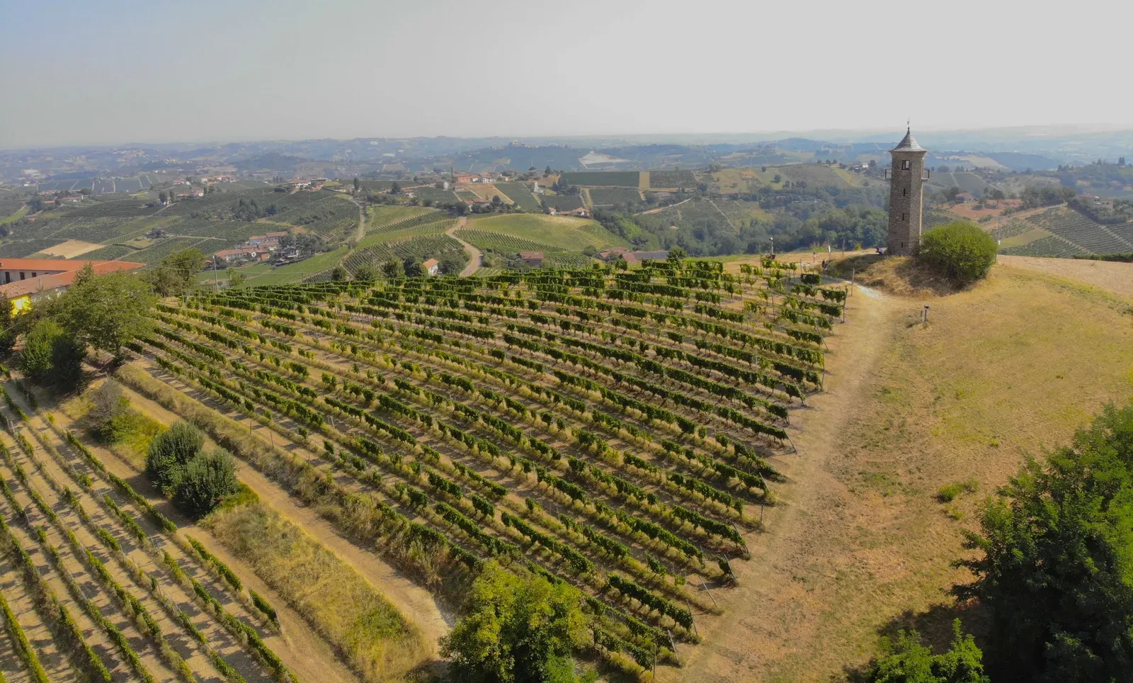 Steep terraced vineyard on a European hillside