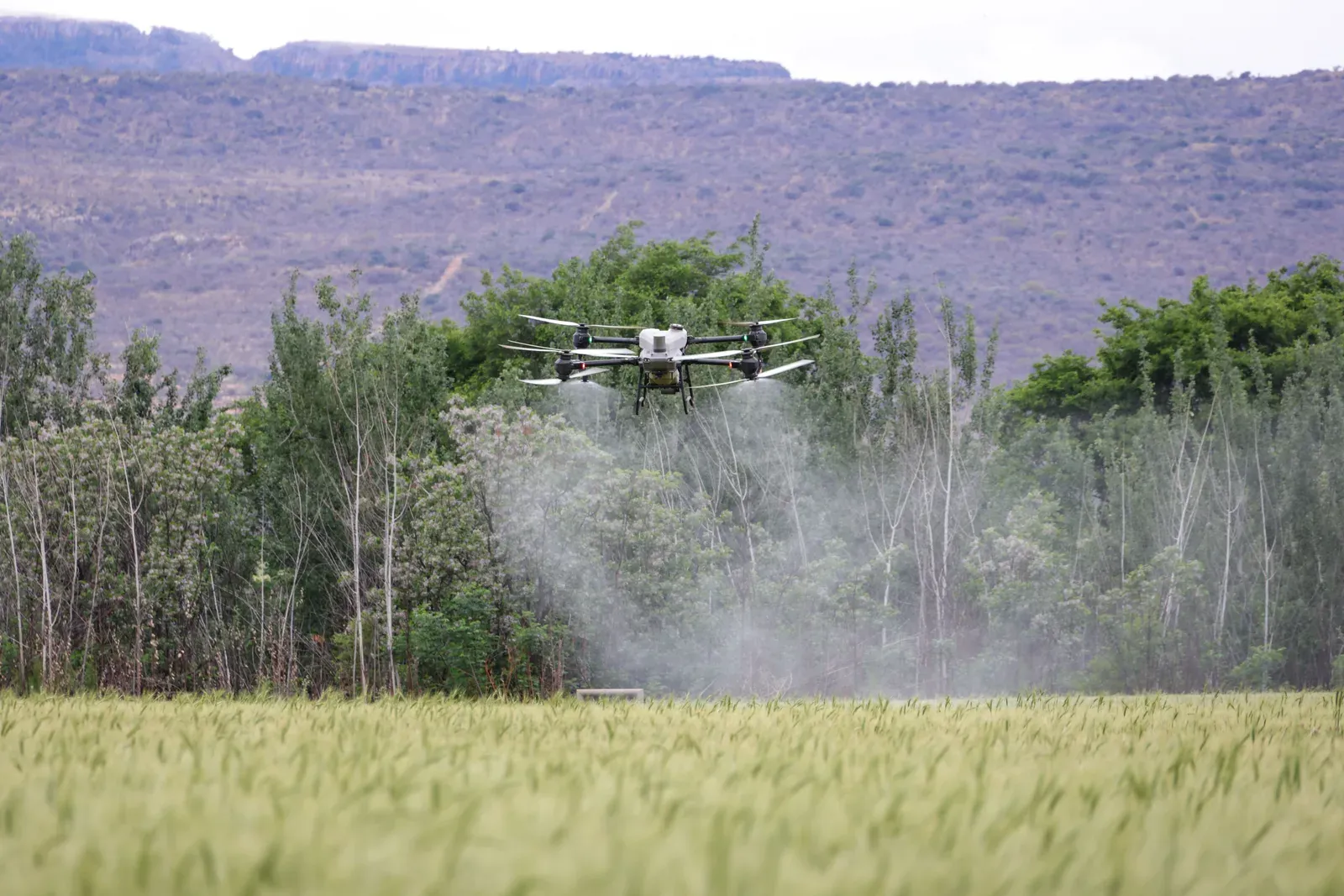 Commercial agricultural drone spraying pesticide over farmland