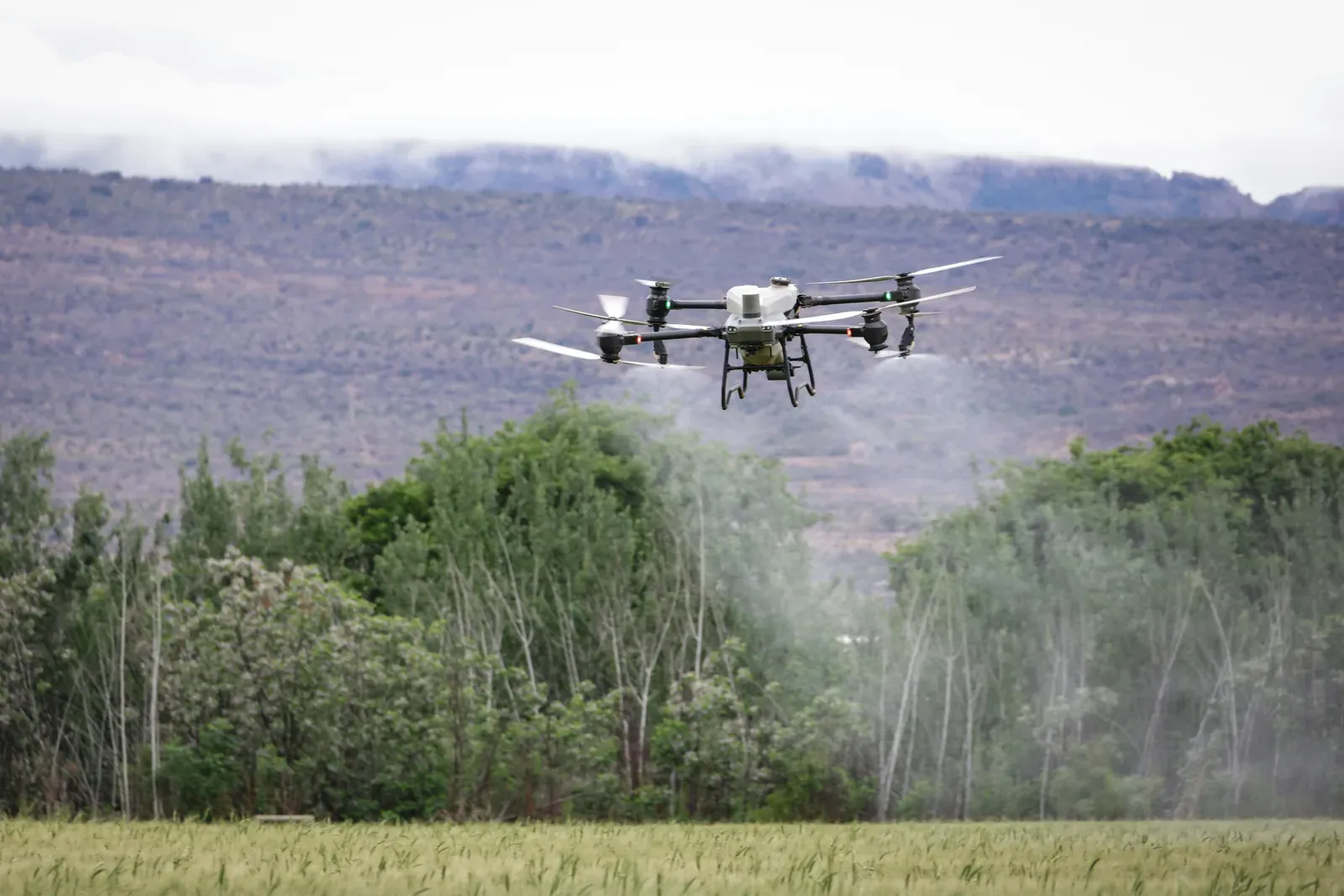 Drone agrícola pulverizando defensivos sobre uma plantação