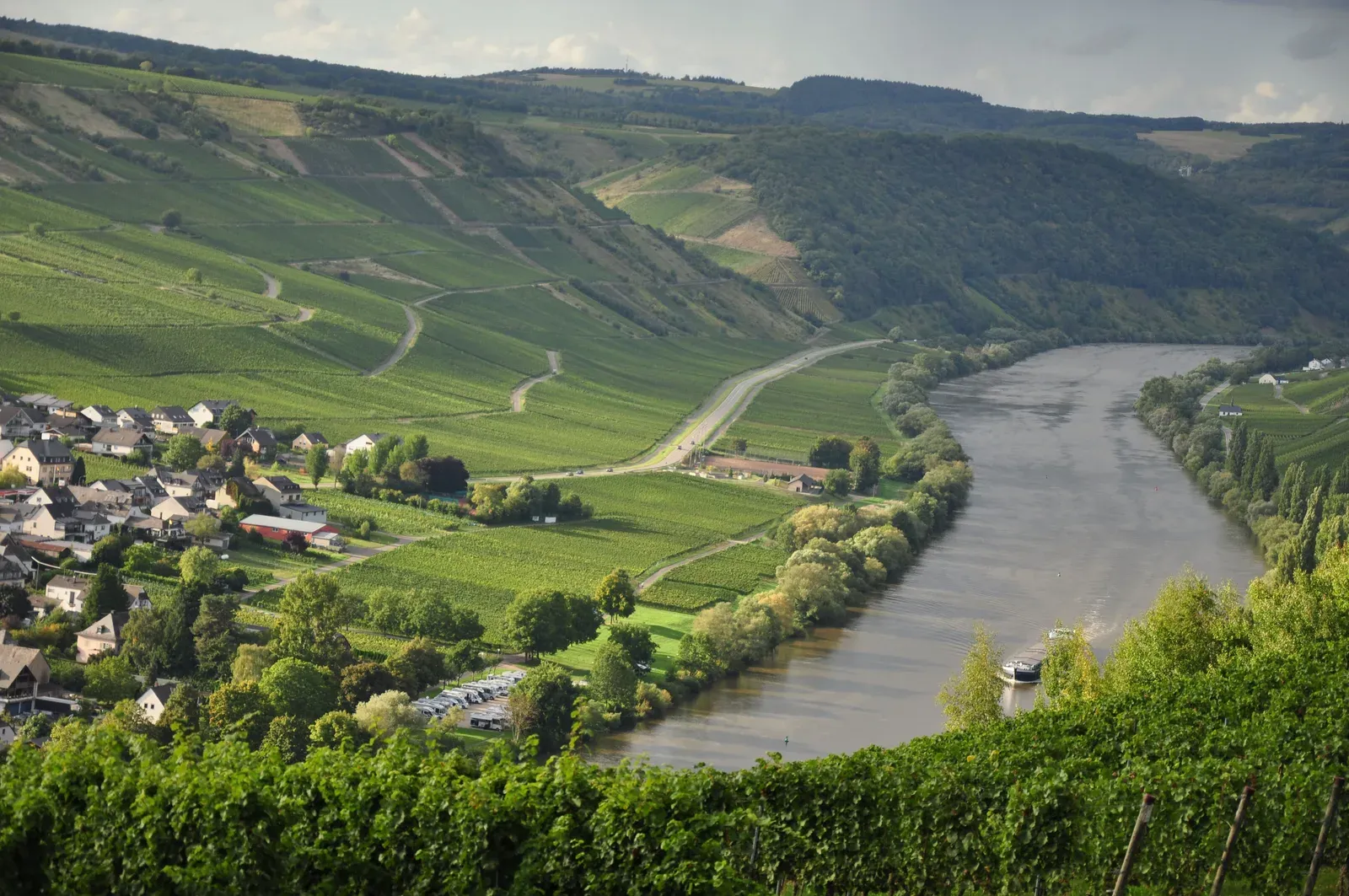 Steep terraced vineyard on a European hillside