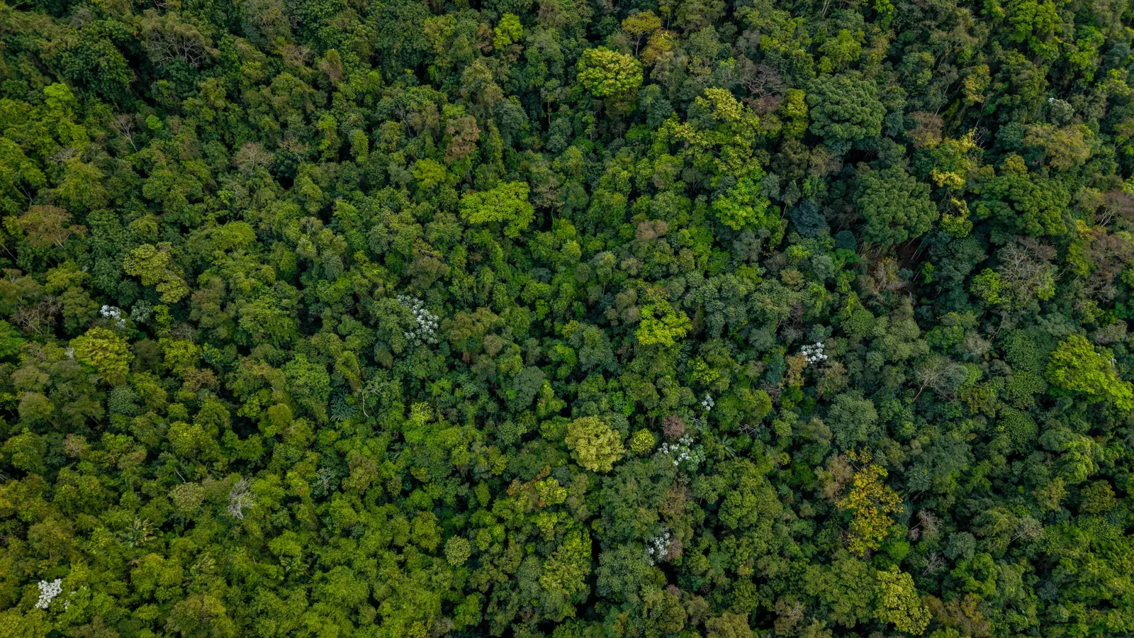Radar de vigilância sobre a floresta amazônica