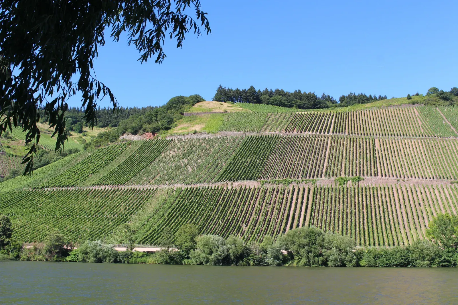 Steep terraced vineyard on a European hillside