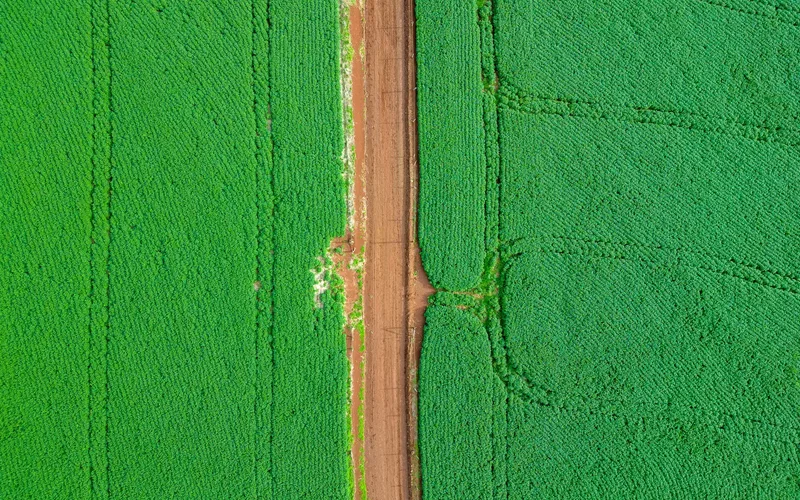 Drone agrícola pulverizando lavoura verde ao amanhecer
