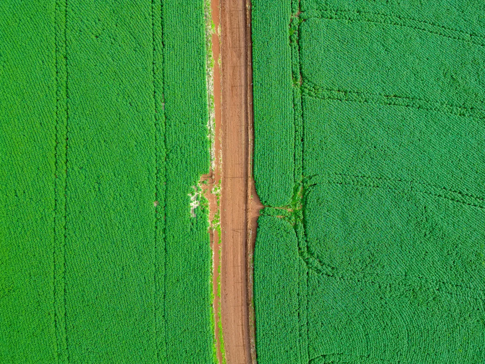 Drone agrícola pulverizando lavoura verde ao amanhecer