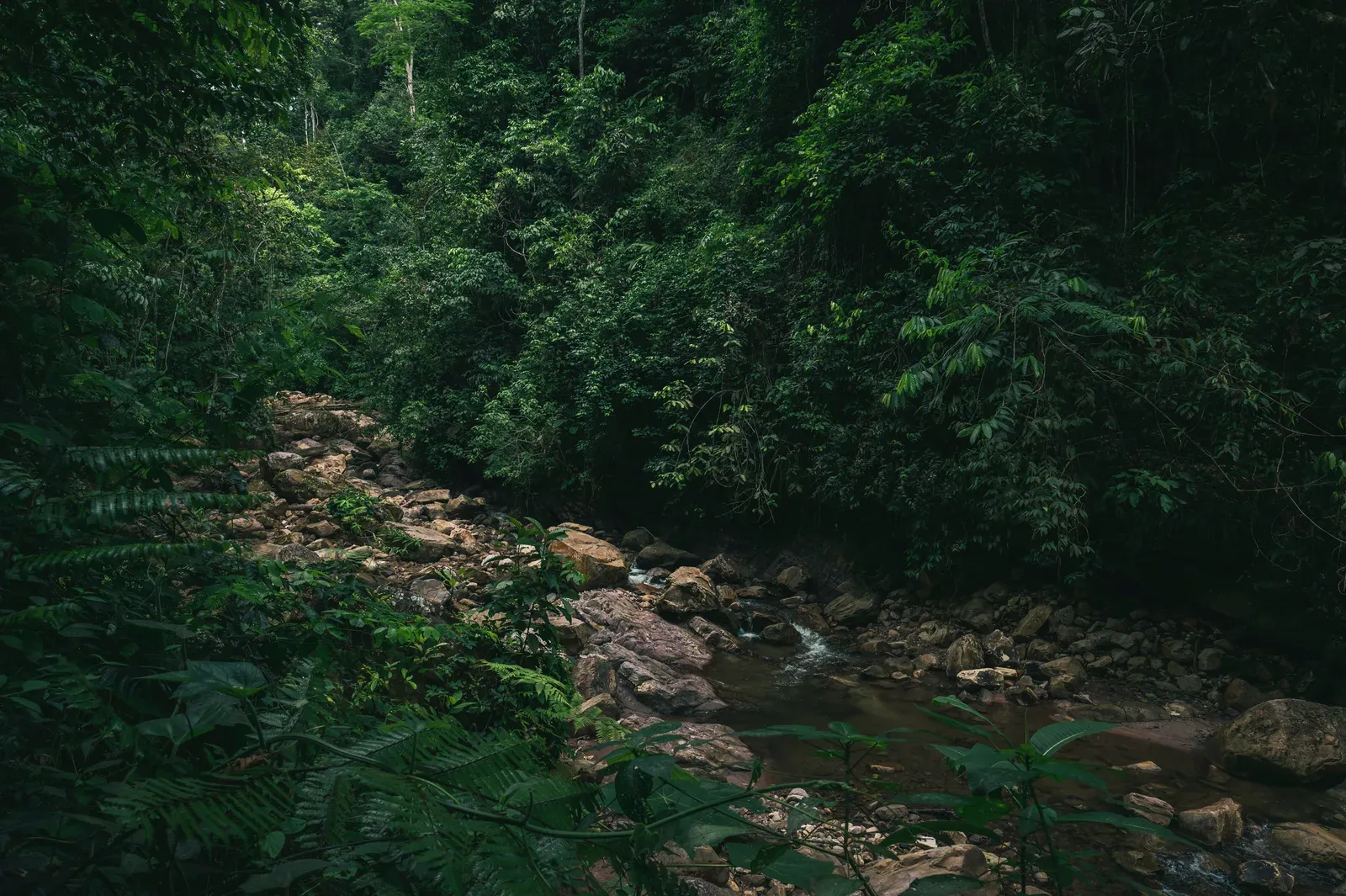 Drone de vigilância sobrevoando a floresta amazônica