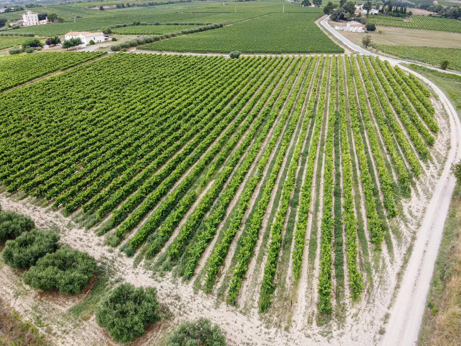 Vista aérea de vinhedos alinhados em região vinícola espanhola