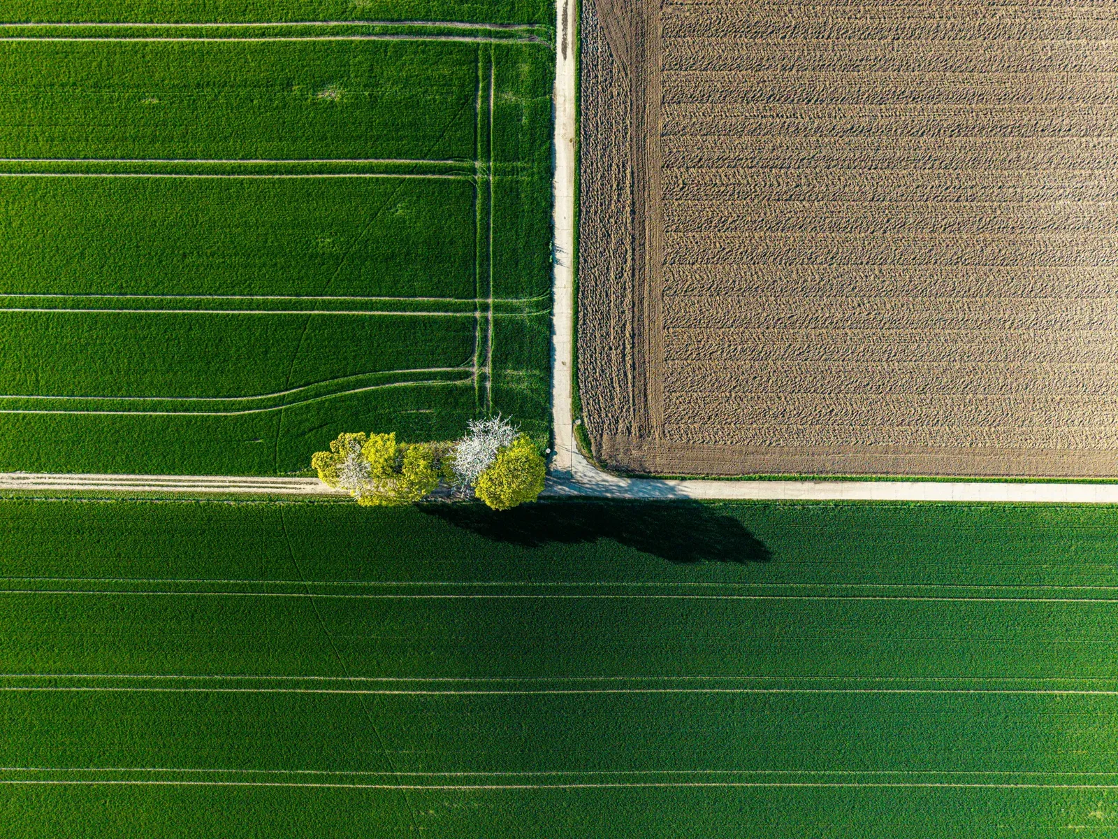 Drone agrícola pulverizando defensivo sobre lavoura verde
