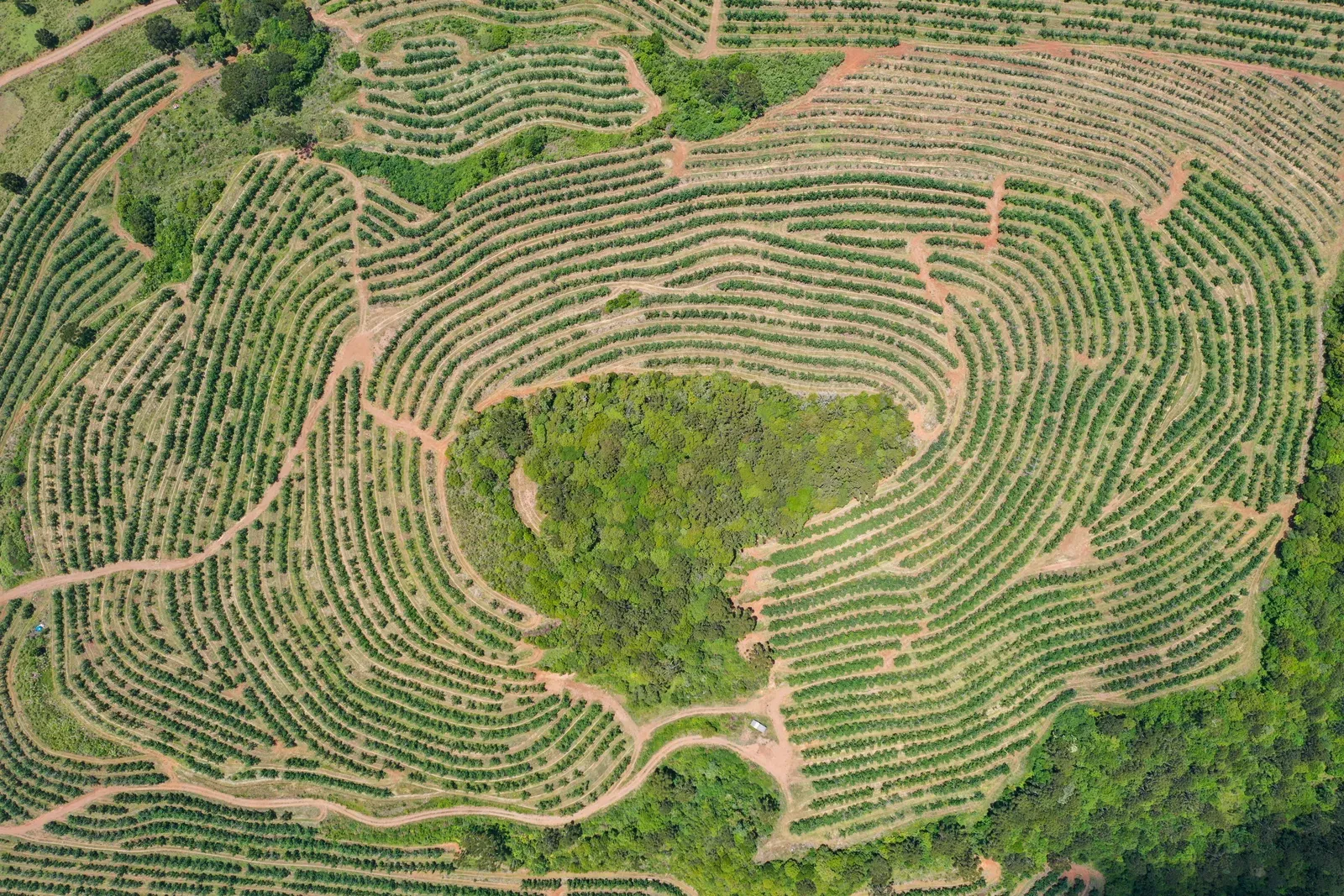 Vista aérea de extensa plantação de soja no Brasil