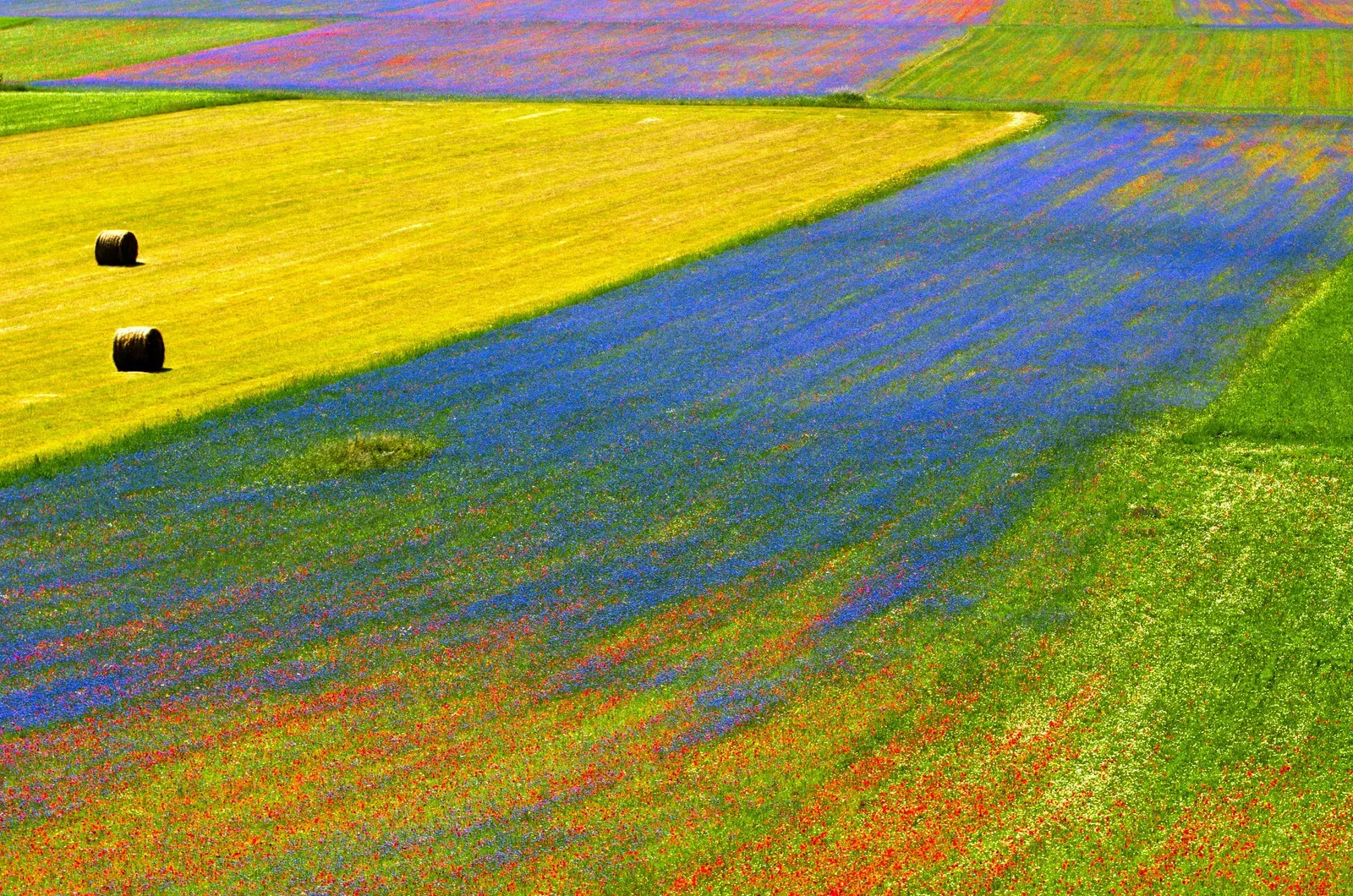 Drone realizando mapeamento multiespectral de área agrícola