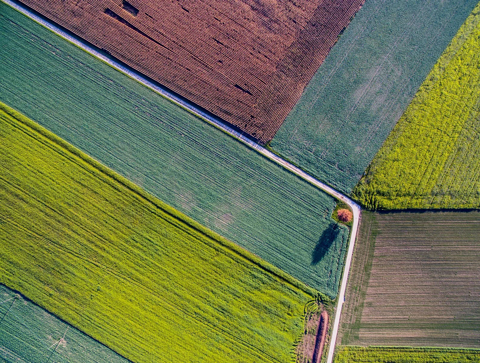 Vista aérea de lavoura com mapeamento realizado por drone