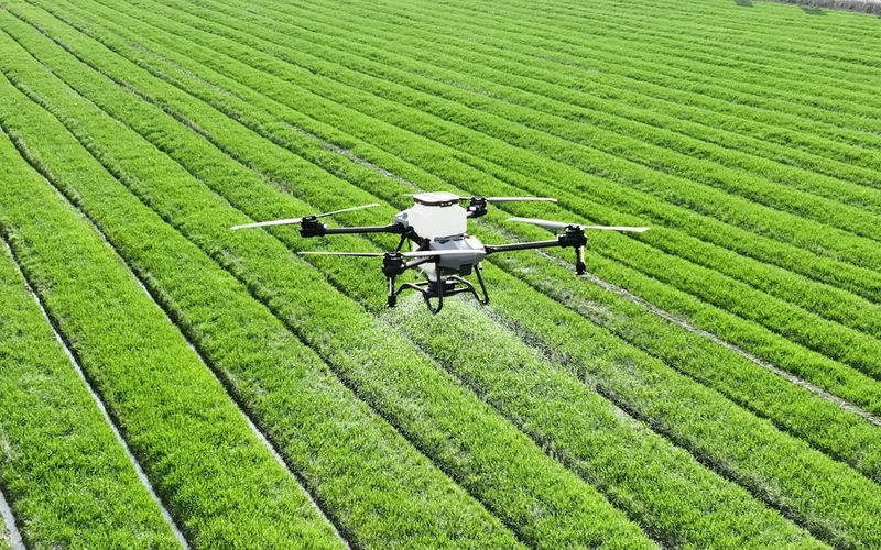 Agricultural spraying drone flying low over a green crop field