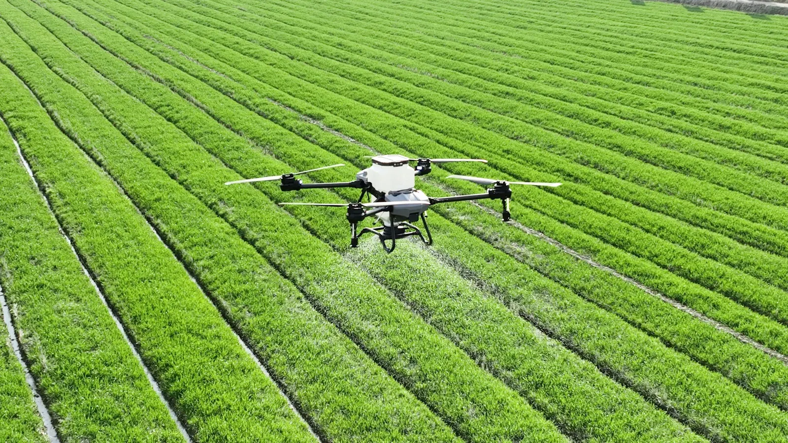 Agricultural spraying drone flying low over a green crop field