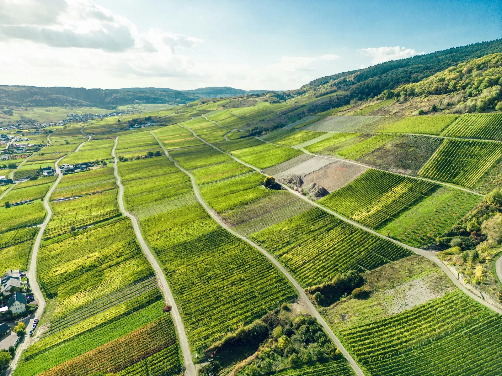 Steep terraced vineyard on a European hillside